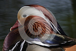 Mandarin Duck