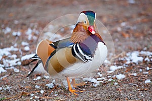 Mandarin duck