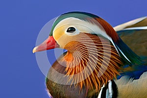 Mandarin duck