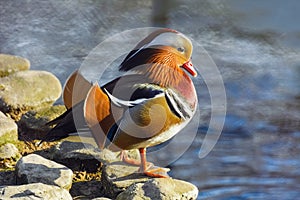 Mandarin Duck