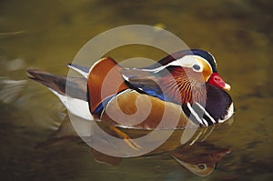 Mandarin Duck