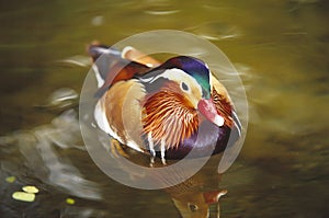 Mandarin Duck