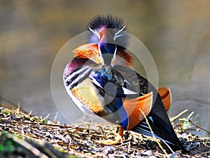 Mandarin duck