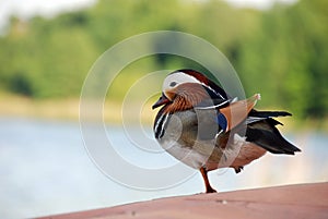 Mandarin Duck