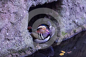 Mandarin Duck