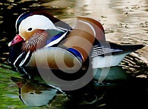 Mandarin duck