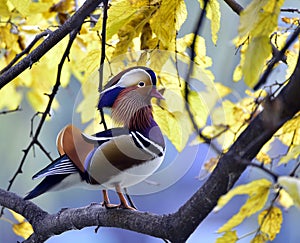 Mandarin duck