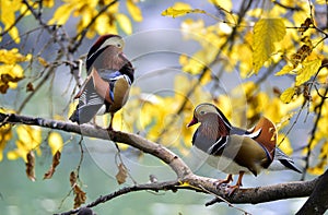 Mandarin duck