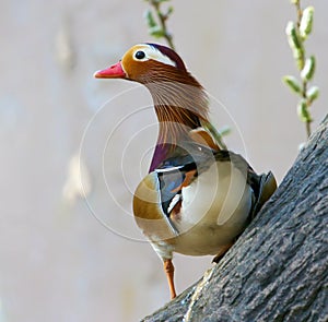 Mandarin Duck