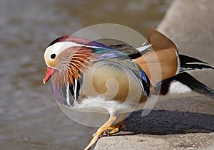 Mandarin Duck