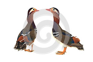 Mandarin duck