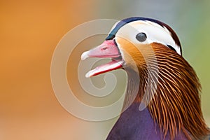 Mandarin Duck