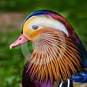 Mandarin Duck