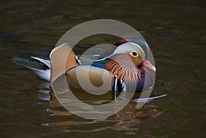 Mandarin duck