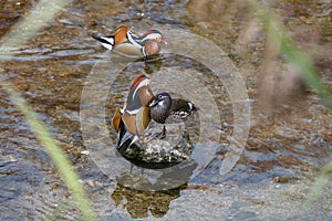 Mandarin Duck