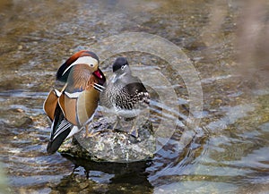 Mandarin Duck