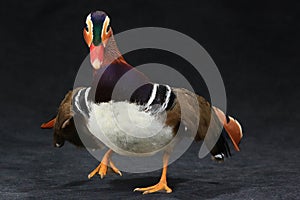 Mandarin duck