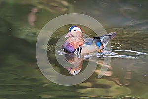 Mandarin duck