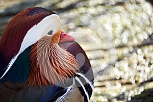 Mandarin duck