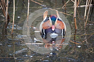 Mandarin duck