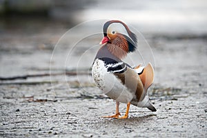 Mandarin duck