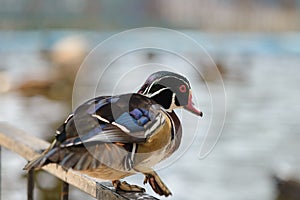 Mandarin duck Aix galericulata