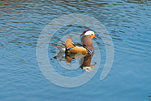 Mandarin duck - Aix galericulata