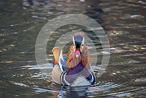 Mandarin duck,Aix galericulata