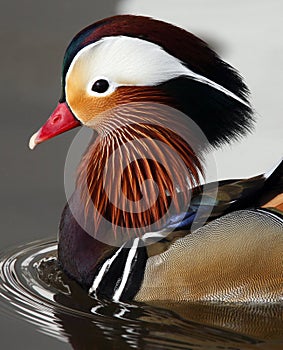 Mandarin Duck (Aix galericulata)