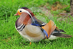 Mandarin duck (Aix galericulata)