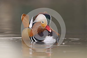 Mandarin Duck (Aix galericulata)