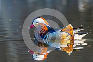 The mandarin duck (Aix galericulata)