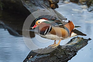 Mandarin Duck - Aix galericulata