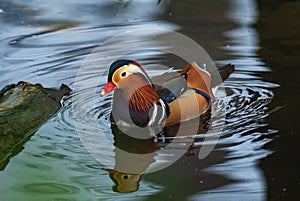 Mandarin Duck - Aix galericulata