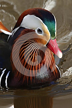 Mandarin Duck (Aix galericulata)