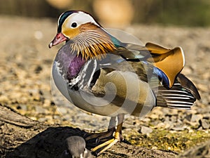 Mandarin Duck / Aix galericulata