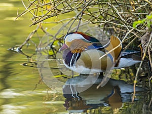 Mandarin Duck / Aix galericulata