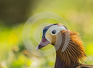 Mandarin Duck / Aix galericulata