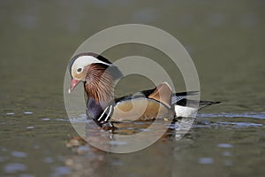 Mandarin duck, Aix galericulata