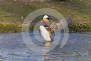 Mandarin duck/Aix galericulata