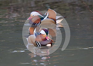 Mandarin duck / Aix galericulata