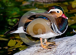 Mandarin Duck (Aix galericulata)