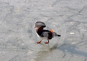 Mandarin duck Aix galericulata