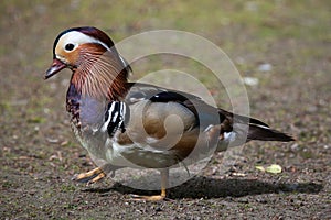 Mandarin duck (Aix galericulata).