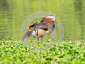 Mandarin duck Aix galericulata