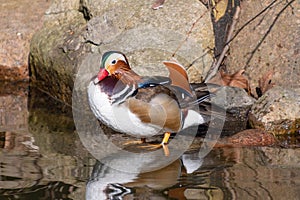 The mandarin duck (Aix galericulata). Beautiful duck in the pond