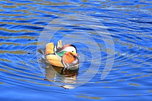 Mandarin Duck (Aix galericulata) in Brandeburg, Germany