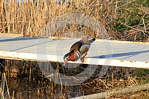 Mandarin Duck (Aix galericulata) in Brandeburg, Germany