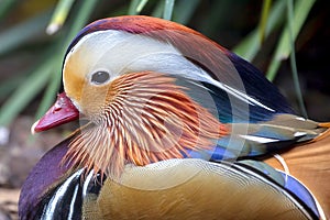 Mandarin Duck, Aix galericulata Closeup Profile
