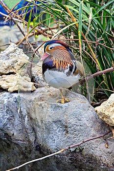 Mandarin duck Aix galericulata drake